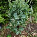 Ewiger Kohl 'Taunton Deane', Brassica oleracea var. ramosa