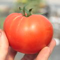 Freilandtomate 'Fantasio' (Solanum lycopersicum)