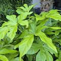 Fatsia japonica, Fatsia japonica