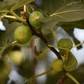 Feigenbaum Conadria, Ficus carica