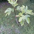 Feigenbaum Figuier Panach, Ficus carica