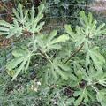 Feigenbaum Gustis� 'Goutte d'Or', Ficus carica
