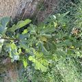 Feigenbaum Gustis� 'Sultane', Ficus carica