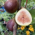 Feigenbaum Rosso di Trani, Ficus carica