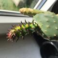 Feigenkaktus, Opuntia Ficus Indica