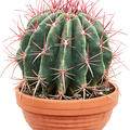 Ferocactus covillei, Kugel, im 17cm Topf, Hhe 21cm, Breite 18cm