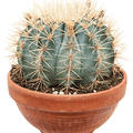 Ferocactus glaucescens, Kugel, im 21cm Topf, Hhe 20cm, Breite 23cm