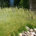 Festuca gautieri