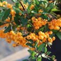 Gelber Feuerdorn 'Soleil d'Or' (Pyracantha coccinea 'Soleil d'Or')