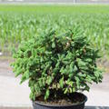 Picea glauca Echiniformis