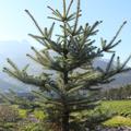 Picea pungens 'Edith'