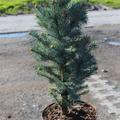 Picea pungens 'Iseli Fastigiata'