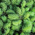 Picea abies Little Gem