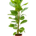 Ficus altissima 'Yellow Gem', Tuff, im 21cm Topf, Hhe 95cm, Breite 45cm