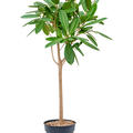 Ficus america 'Tresor', Stamm, im 30cm Topf, Hhe 150cm, Breite 80cm