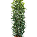 Ficus amstel king, Sule 180, im 31cm Topf, Hhe 160cm, Breite 60cm