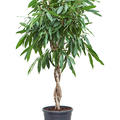 Ficus amstel king, Stamm gefl., im 31cm Topf, Hhe 140cm, Breite 50cm