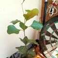 Ficus benghalensis 'Audrey', Ficus benghalensis 'Audrey'