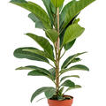 Ficus benghalensis 'Roy', Tuff, im 21cm Topf, Hhe 90cm, Breite 50cm