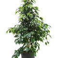 Ficus benjamina 'Danielle', Tuff, im 27cm Topf, Hhe 115cm, Breite 70cm