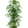 Ficus benjamina 'Exotica', Tuff, im 27cm Topf, Hhe 140cm, Breite 60cm