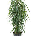 Ficus binnendijkii 'Alii', Tuff, im 21cm Topf, Hhe 90cm, Breite 40cm