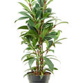 Ficus cyathistipula 'Compacta', Busch, im 17cm Topf, Hhe 65cm, Breite 35cm