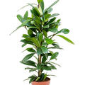 Ficus cyathistipula, Tuff, im 21cm Topf, Hhe 90cm, Breite 40cm