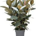 Ficus elastica 'Abidjan', Busch, im 30cm Topf, Hhe 110cm, Breite 90cm