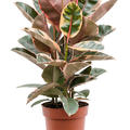 Ficus elastica 'Belize', Tuff, im 24cm Topf, Hhe 75cm, Breite 45cm