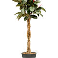Ficus elastica 'Burgundy', Stamm geflochten, im 30cm Topf, Hhe 140cm, Breite 65cm