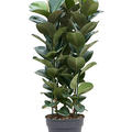 Ficus elastica 'Clo', Tuff 3pp, im 34cm Topf, Hhe 140cm, Breite 55cm