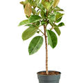 Ficus elastica 'Shivereana Moonshine', Stamm, im 30cm Topf, Hhe 140cm, Breite 55cm