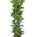 Ficus lyrata 'Bambino', Tuff, im 30cm Topf, Hhe 150cm, Breite 50cm