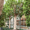 Ficus macrophylla, Stamm