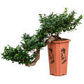 Ficus microcarpa 'Compacta', Bonsai (170-200), im 26/26/43cm Topf, Hhe 70cm, Breite 70cm