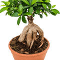 Ficus microcarpa 'Ginseng', Bonsai, im 22cm Topf, Hhe 45cm, Breite 20cm