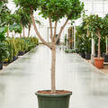 Ficus microcarpa 'Moclame' (150-180), Verzweigt/Multi krone, im 45cm Topf, Hhe 165cm, Breite 80cm
