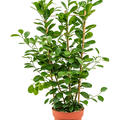 Ficus microcarpa 'Moclame', Gestell, im 24cm Topf, Hhe 100cm, Breite 40cm