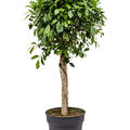 Ficus microcarpa 'Nitida', Stamm, im 34cm Topf, Hhe 140cm, Breite 50cm