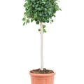 Ficus panda, Stamm, im 33cm Topf, Hhe 125cm, Breite 45cm