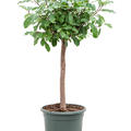Ficus reflexa, Stamm, im 30cm Topf, Hhe 125cm, Breite 60cm
