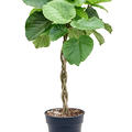 Ficus umbellata, Stamm geflochten, im 24cm Topf, Hhe 100cm, Breite 45cm