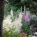Fingerhut, Digitalis purpurea
