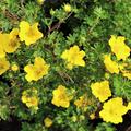 Gelbe Blüte der Potentilla fruticosa 