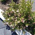 Fingerstrauch 'Pink Beauty', Potentilla fruticosa 'Pink Beauty'