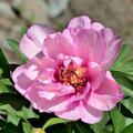 Paeonia First Arrival, Paeonia lactiflora x lutea, Paeonia Itoh Hybride, Pfingstrose, Pfingstrosen 