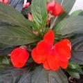 Fleissiges Lieschen, rot, Impatiens walleriana 