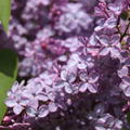 Flieder, Edelflieder Amethyst