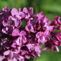 Syringa vulgaris 'Charles Joly'